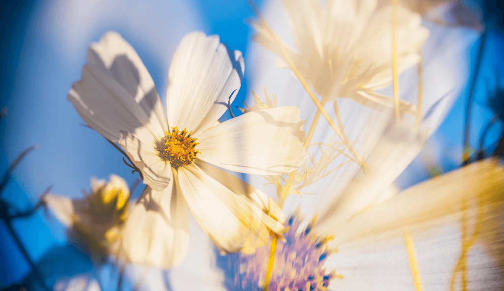 Weiße Blüte vor blauem Hintergrund. Symbol für Klarheit und Fokus beim Website-Aufbau