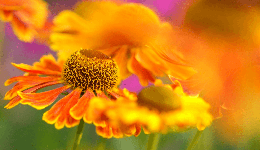 Gelb-orangene Blüten als Symbol für einen lebendigen und ansprechenden Blog