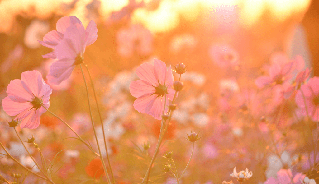 Sommerliche Blumenwiese im warmen Abendlicht – Symbol für Authentizität, Wachstum und Selbstvertrauen