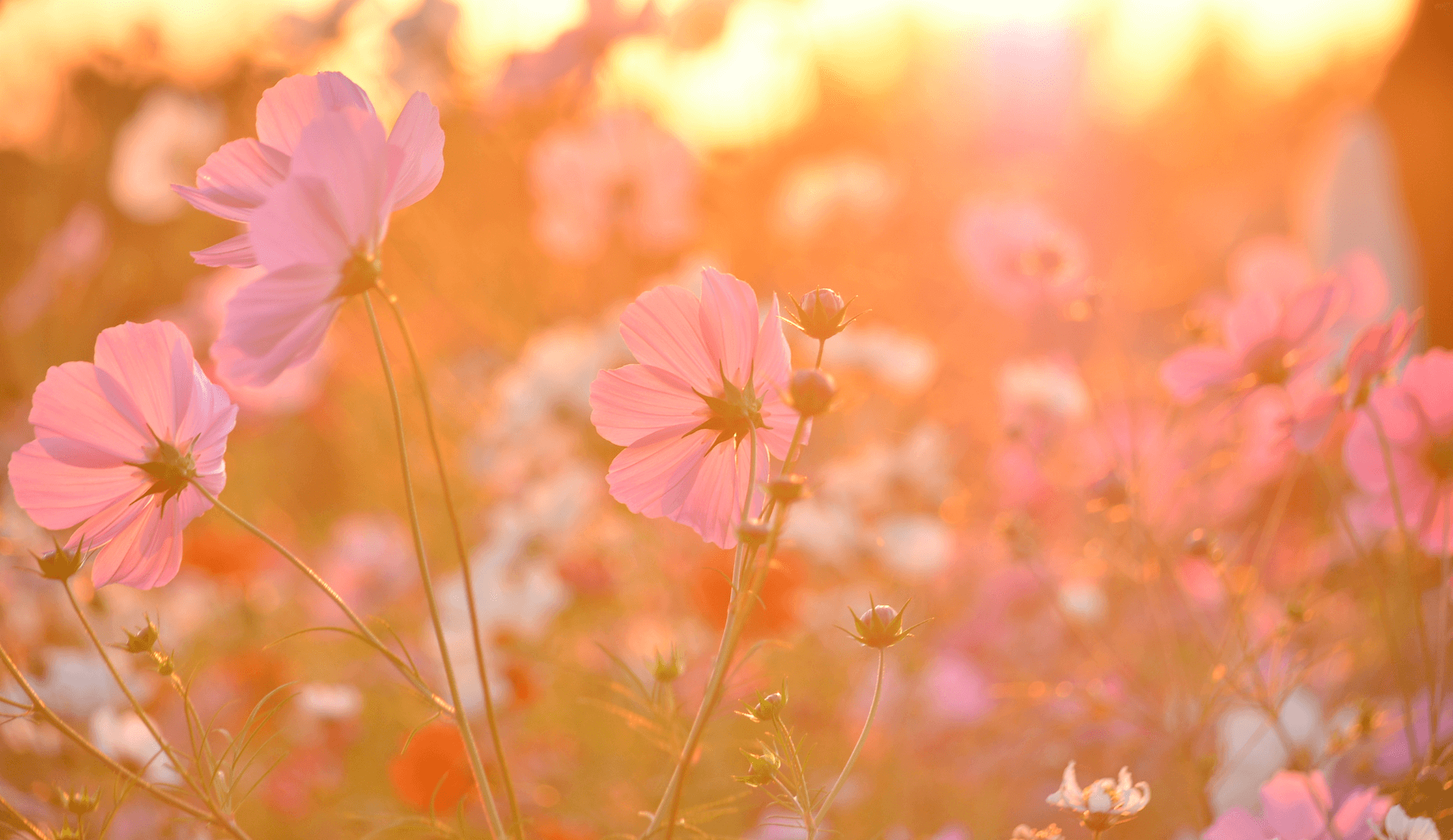 Sommerliche Blumenwiese im warmen Abendlicht – Symbol für Authentizität, Wachstum und Selbstvertrauen