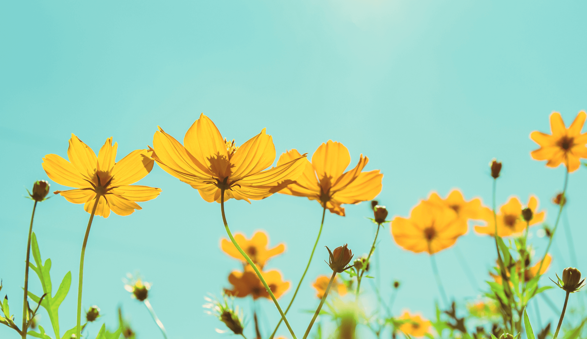 Gelbe Blumen vor blauem Himmel als Symbol für eine Website, die leicht und übersichtlich entsteht.